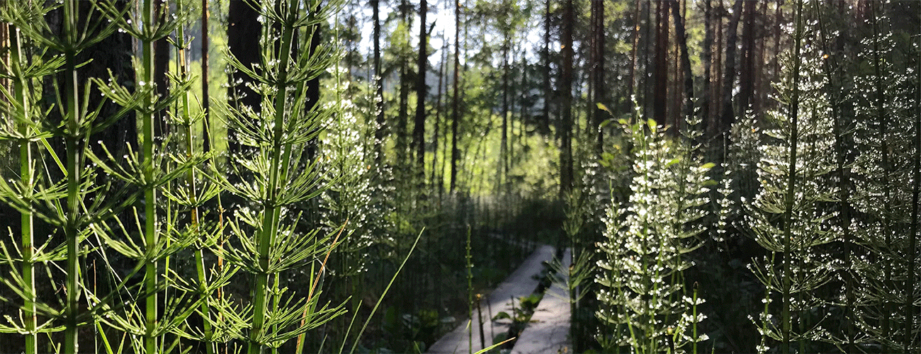 Pfad durch ein finnisches Birkenwäldchen gesäumt von Ackerschachtelhalm